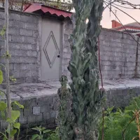 گل کاکتوس صخره ای