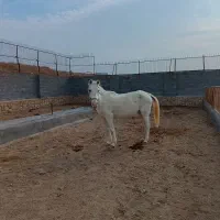 اسب مادیان|اسب و تجهیزات اسبسواری|مشهد, رضاشهر|دیوار