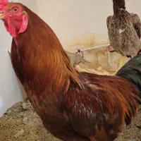 مرغ و خروس لاری دانگ بالا
