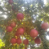 انار کوهدشت.کونانی..|خوردنی و آشامیدنی|کوهنانی, |دیوار