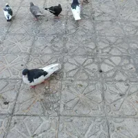 فروش کبوتر سرحال|پرنده|شیراز, تل حسین‌آباد|دیوار