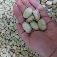 باقله دو پوست و سالم