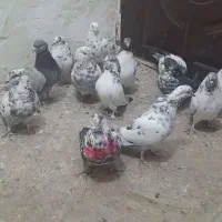 کبوتر پرشی سوسی|پرنده|میانه, |دیوار