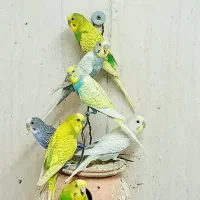 مرغ عشق های رنگارنگ|پرنده|قائم‌شهر, |دیوار