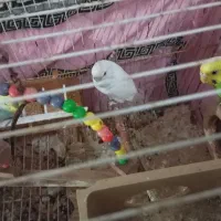 مرغ  عشق|پرنده|گرگان, |دیوار