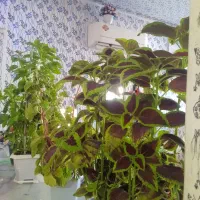 گل طبیعی چهار عدد|گل و گیاه طبیعی|دشت ذهاب, |دیوار