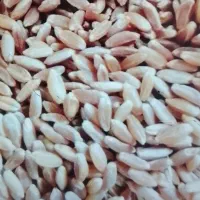 گندم ساورز تمیز دون درشت
