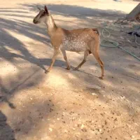 گل گلی گوسفند|حیوانات مزرعه|اصفهان, نقش جهان|دیوار