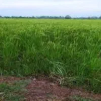 ی قطعه زمین ۲۵۳ متر  ویلایی