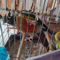 گرینچیک فروشی و طوطی برزیلی