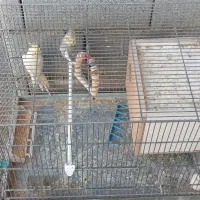 پرنده عروس هلندی