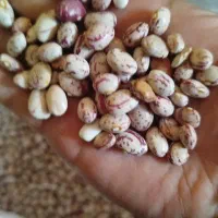 لوبیا چیتی کمیل درجه یک عمده