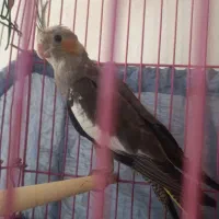 پرنده،عروس هلندی