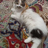 واگذاری گربه وبچه گربه پرشین ومیکس