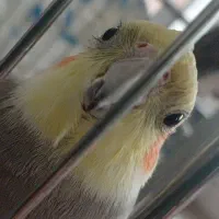 دوعروس هلندی   سخنگو ودست آموز