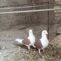 یه جفت نر ماده دوکت آلمانی