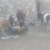 باسلام گاو ها محلی هستن|حیوانات مزرعه|پلدختر, |دیوار