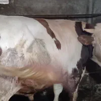 گاو گوساله جوانه نر تخمی و پرواری سیمینتال|حیوانات مزرعه|چمستان, |دیوار