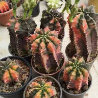 کاکتوس ژیمنو ابلق