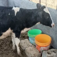 نخری 6ماهه نژاد هلشتاین پر شیر