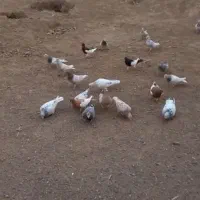 همه هفت رنگ