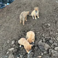 سگ راسل تریر|سگ|نسیم‌شهر, |دیوار