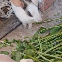 دوعدد خرگوش سالم بازی گوش