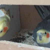 عروس هلندی|پرنده|اردکان, |دیوار