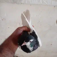 شهری ویال سیاه|پرنده|مرودشت, گندم|دیوار