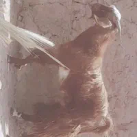 یه نری یه قوچ چاق باسه بز