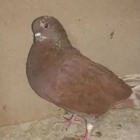 چند تعداد کفتر نرو ماده بشرت|پرنده|قیدار, |دیوار