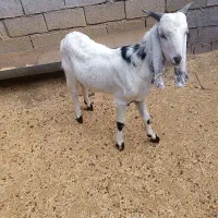 پازن پاکستانی|حیوانات مزرعه|بهبهان, |دیوار