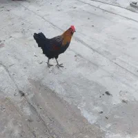 خروس|حیوانات مزرعه|اصفهان, شاهد|دیوار