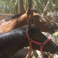 اسب مادیون کهر