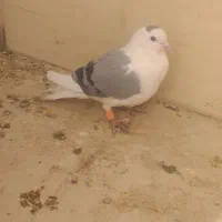 پرنده جفتی|پرنده|گلبهار, شهر جدید گلبهار|دیوار