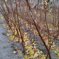 فررپوش نهال زردآلو پیوندی دو ساله