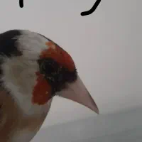 پرنده نیه وامه