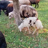پلنگی
