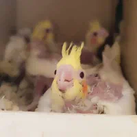 جوجه عروس هلندی سرلاکی