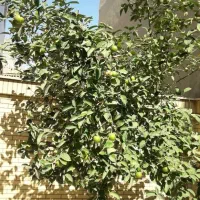 خانه دو طبقه واقع در بهترین لوکشین|فروش خانه و ویلا|شاهینشهر, گزبرخوار|دیوار