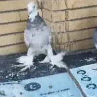 کفتر شازده هما پاپر|پرنده|تهران, کوی بیمه|دیوار