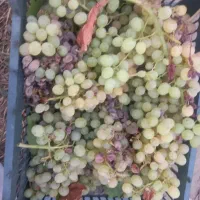 ضایعات انگور