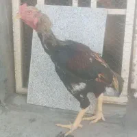 خروس لاری