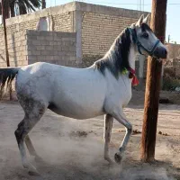 مادیان سواری دار