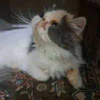 گربه اسکاتیش وبریتیش نر و ماده