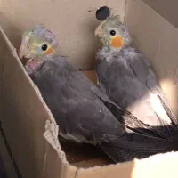 دو جفت عروس هلندی