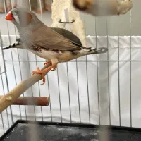 فنچ زبرا خیلی درشت باجوجه
