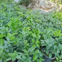 یاس هلندی|گل و گیاه طبیعی|کلاچای, |دیوار