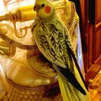 ۱۰عدد عروس هلندی جوجه