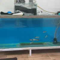 اکواریوم